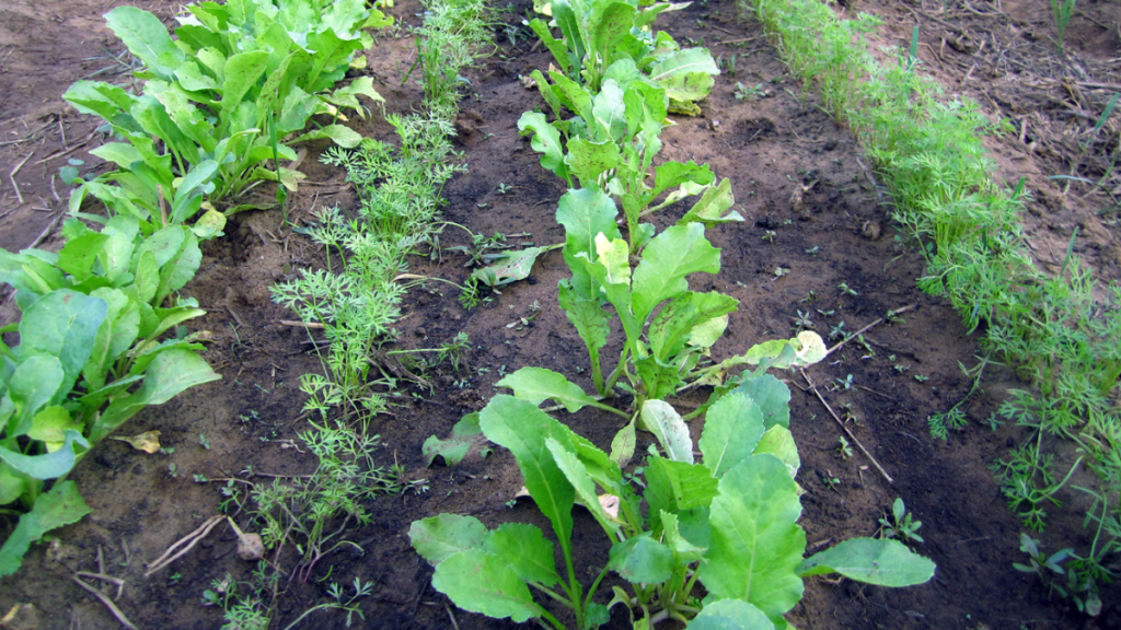 Radishes and carrots planted adjacently as a companion planting strategy