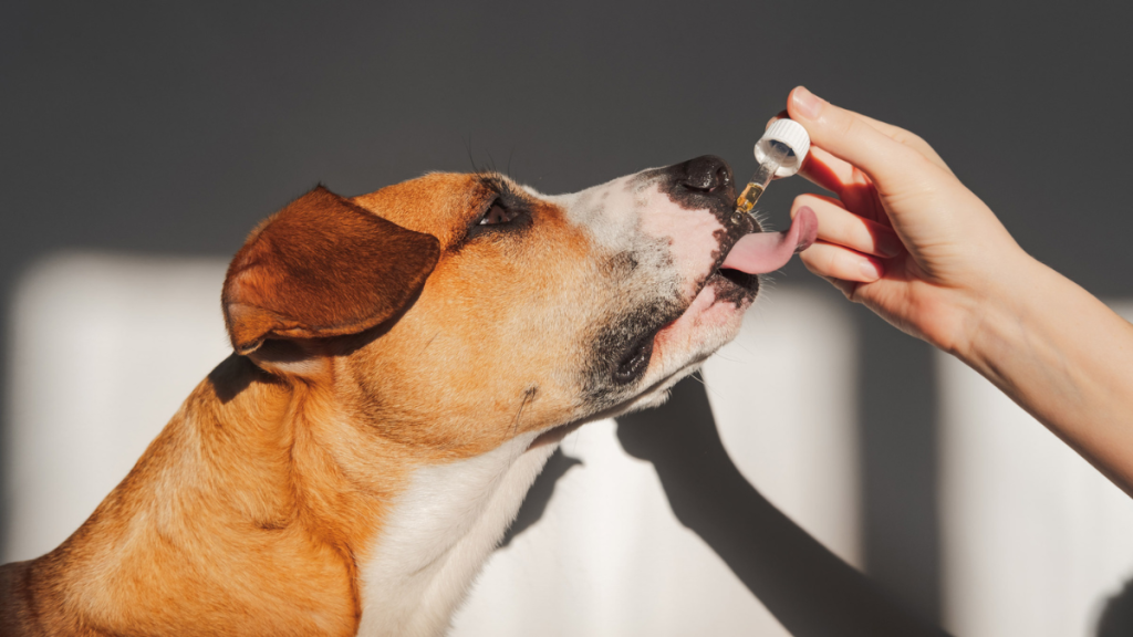 How THC for Dogs Can Help Manage Chronic Conditions Safely