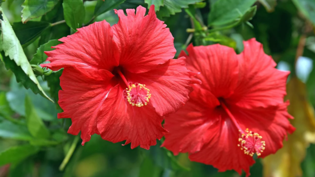 How to Use Hibiscus for Hair Growth