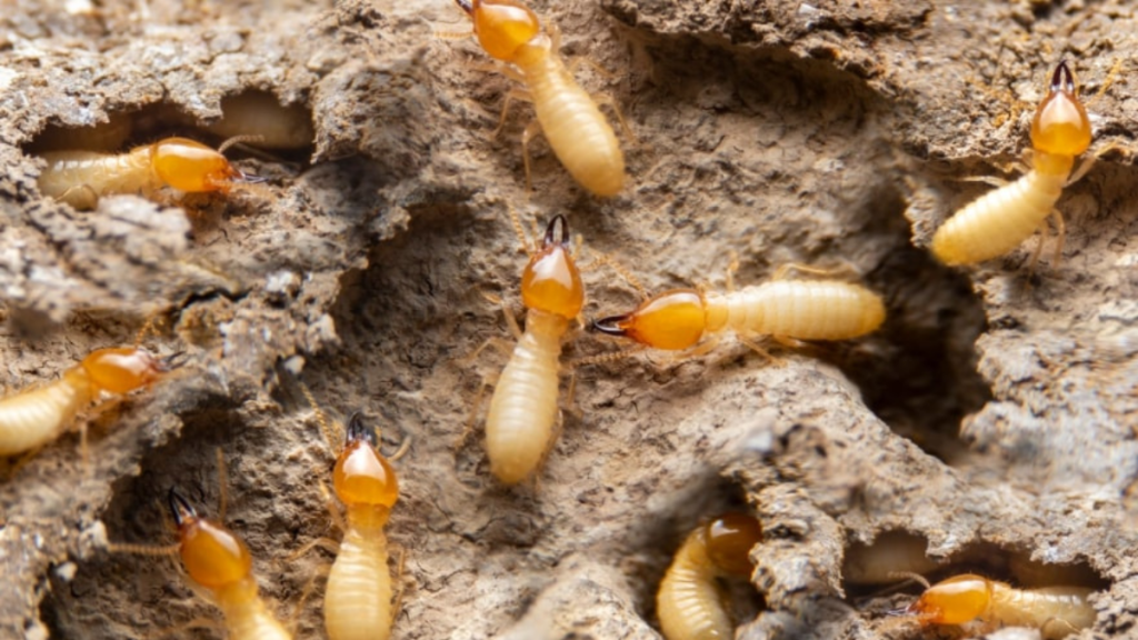 Protect Your Property Investment with Regular Termite Inspection Charleston SC
