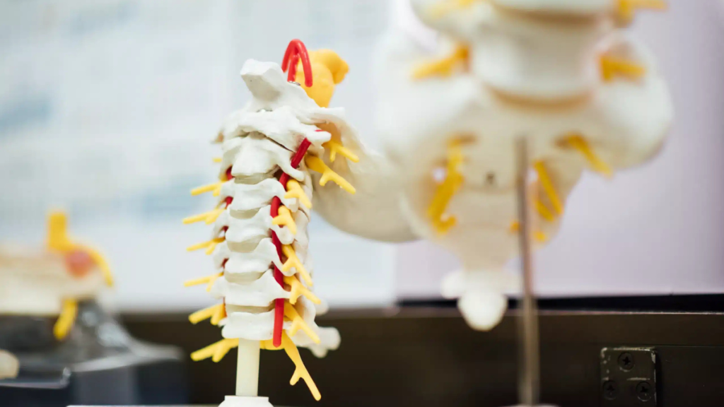The Three Main Ways to Maintain a Healthy Spine and Prevent Injury