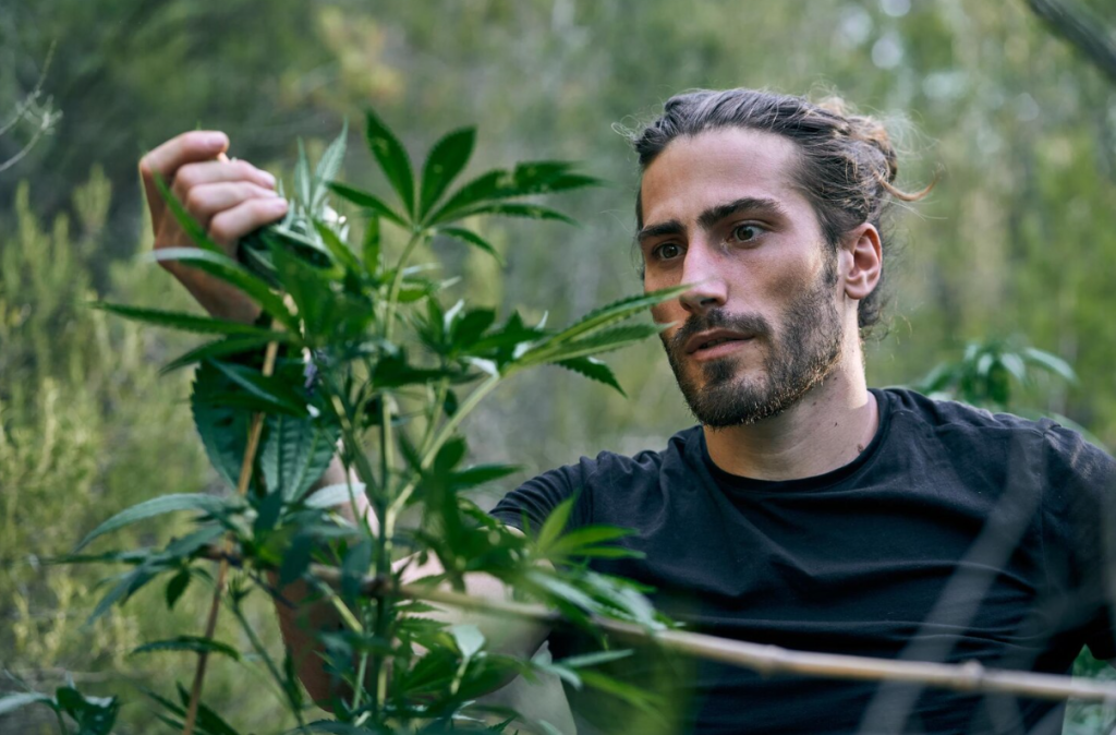 Indoor vs. Outdoor Cannabis: Key Differences Image 1 of Indoor vs. Outdoor Cannabis: Key Differences