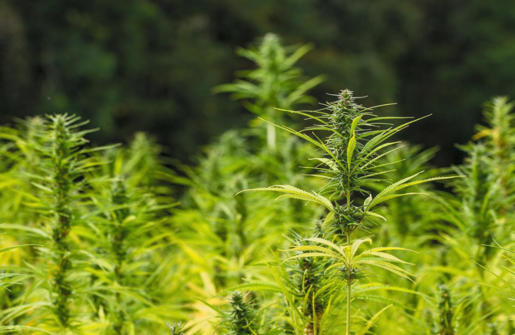 The Careful Harvesting and Curing Process of High-Quality Hemp Flowers plant