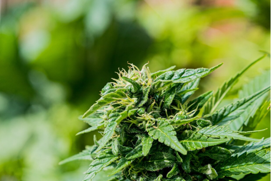 5 Reasons Fruity Pebbles Strain Continues To Attract Cannabis Enthusiasts Image 1 of 5 Reasons Fruity Pebbles Strain Continues To Attract Cannabis Enthusiasts
